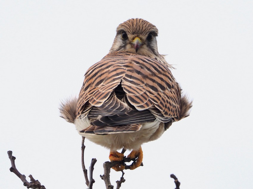 Gheppio  (Falco tinnunculus)